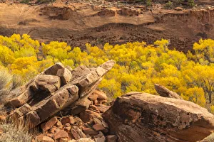 USA, Utah, Grand Staircase-Escalante National Monument. The Gulch and trees in autumn