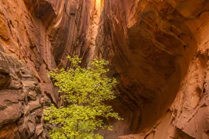Images Dated 2nd April 2019: USA, Utah, Grand Staircase-Escalante National Monument. Slot canyon cliff