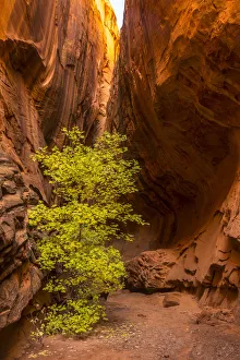 Images Dated 2nd April 2019: USA, Utah, Grand Staircase-Escalante National Monument. Slot canyon cliff