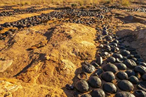 Images Dated 4th October 2022: USA, Utah, Grand Staircase Escalante National Monument. Moqui marbles stones and rocks