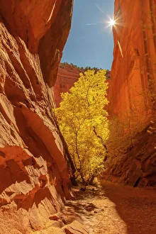 USA, Utah, Grand Staircase Escalante National Monument. Burr Trail and tree in Escalante River Basin