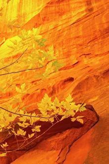 Images Dated 4th October 2022: USA, Utah, Grand Staircase Escalante National Monument. Close-up of rock face and branches