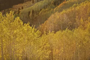 Images Dated 25th September 2007: USA, Utah, Guardsman Pass. Aspen trees showing autumn colors. Credit as: Don Grall