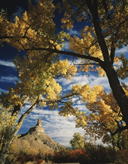 Low Angle View Prints: USA, Utah, Gunnison Butte, framed by cottonwoods (populus tremonti) and squawbush