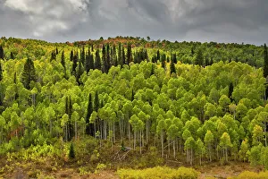 Logan Prints: USA, Utah. Highway 89 Aspens and evergreens in Autumn Colors along the highway going to Logan