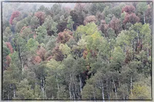 Highway 89 Prints: USA, Utah. Highway 89 going up toward Logan Pass with autumn colors on Aspen and canyon maple trees