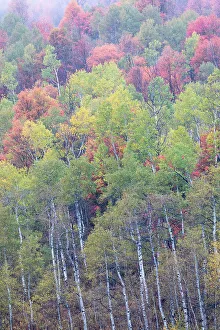 Highway 89 Prints: USA, Utah. Highway 89 going up toward Logan Pass with autumn colors on Aspen and canyon maple trees