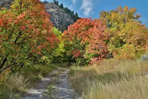 Gravel Prints: USA, Utah, Highway 89 Logan area in autumn colors with the canyon maple and gravel track