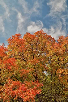 Logan Prints: USA, Utah, Highway 89 Logan Canyon with Canyon Maples in fall colors
