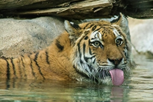 Prints of USA, Utah. Hogle Zoo, captive Siberian tiger drinking in pool Images Dated 2024 October: USA, Utah. Hogle Zoo, captive Siberian tiger drinking in pool