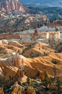 Images Dated 10th November 2008: USA, Utah. Hoodoo formations in Bryce Canyon National Park