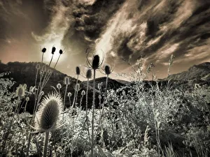 USA, Utah, Infrared of the Logan Pass area