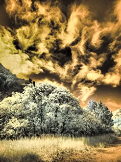 USA, Utah, Infrared of the Logan Pass area and lone tree