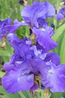 Judith Zimmerman Prints: USA, Utah. Iris (Iris missouriensis), Red Butte Gardens