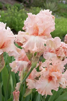 Judith Zimmerman Prints: USA, Utah. Iris (Iris missouriensis), Red Butte Gardens