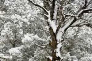 Juniper Prints: USA, Utah. Juniper and pine trees blanketed with fresh snow. Credit as: Don Paulson