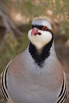 Pheasant Prints: USA, Utah, Kodachrome Basin State Park. Chukar close-up
