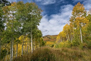 Prints of USA, Utah. Landscape of Aspen trees and peak fall foliage near Park City and Guardsman's Pass Images Dated 2024 October: USA, Utah. Landscape of Aspen trees and peak fall foliage near Park City and Guardsman's Pass