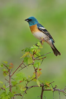 Turquoise Prints: USA, Utah. Lazuli Bunting Passerina amoena adult male. Breeding plumage