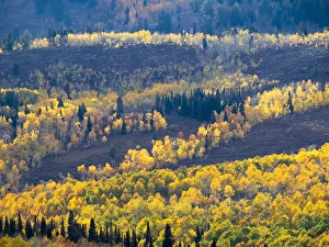 USA, Utah. Logan Canyon, colorful aspens