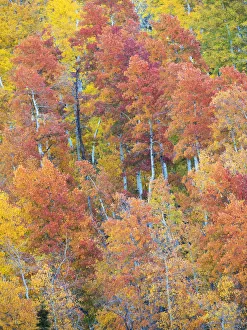Aspen Prints: USA, Utah. Logan Canyon, colorful aspens