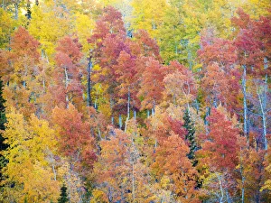 Images Dated 30th September 2017: USA, Utah. Logan Canyon, colorful aspens