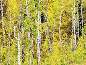 Images Dated 2022 August: USA, Utah, Logan Canyon. Colorful aspens in autumn