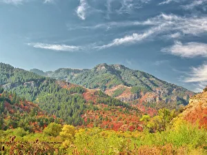 Images Dated 2022 August: USA, Utah, Logan Canyon. Colorful aspens in autumn