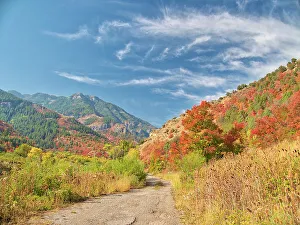 Images Dated 2022 August: USA, Utah, Logan Canyon. Colorful aspens in autumn