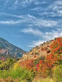 Images Dated 2022 August: USA, Utah, Logan Canyon. Colorful aspens in autumn
