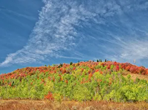 Images Dated 2022 August: USA, Utah, Logan Canyon. Colorful aspens in autumn