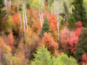 Images Dated 2022 August: USA, Utah, Logan Canyon. Colorful aspens in autumn