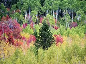 Images Dated 2022 August: USA, Utah, Logan Canyon. Colorful aspens in autumn