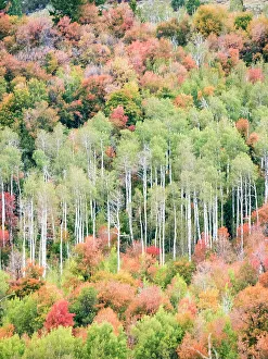 Images Dated 2022 August: USA, Utah, Logan Canyon. Colorful aspens in autumn
