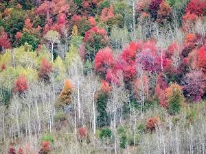 Images Dated 2022 August: USA, Utah, Logan Canyon. Colorful aspens in autumn