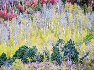 Images Dated 2022 August: USA, Utah, Logan Canyon. Colorful aspens in autumn