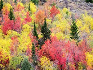 Images Dated 2022 August: USA, Utah, Logan Canyon. Colorful aspens in autumn