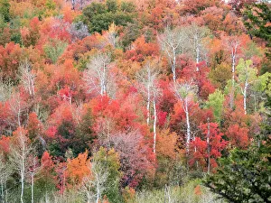 Images Dated 2022 August: USA, Utah, Logan Canyon. Colorful aspens in autumn