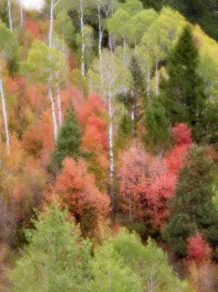 Images Dated 2022 August: USA, Utah, Logan Canyon. Colorful aspens in autumn