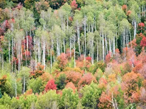 Logan Canyon Prints: USA, Utah, Logan Canyon. Colorful aspens in autumn
