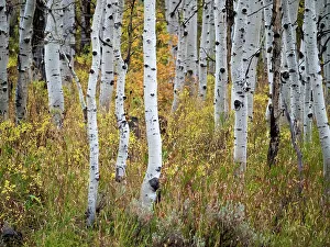 Images Dated 2022 August: USA, Utah, Logan Canyon. Colorful aspens in autumn