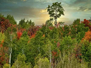 Images Dated 2022 August: USA, Utah, Logan Canyon. Colorful aspens in autumn