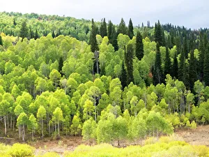 Images Dated 2022 August: USA, Utah, Logan Canyon. Colorful aspens in autumn