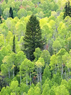 Images Dated 2022 August: USA, Utah, Logan Canyon. Colorful aspens in autumn