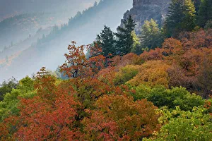 Logan Prints: USA, Utah, Logan. Logan Pass Highway 89 and fall colored canyon maple trees