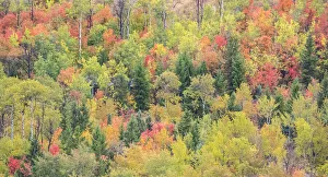 Logan Prints: USA, Utah, Logan Pass with Aspen and Maples in Fall Color