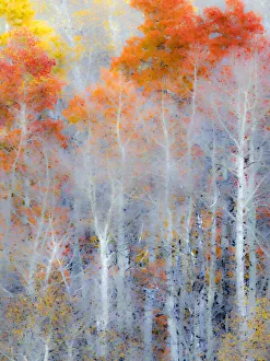 Images Dated 5th August 2020: USA, Utah, Logan Pass. Autumn colors in Logan Pass Utah