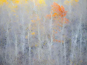Images Dated 5th August 2020: USA, Utah, Logan Pass. Autumn colors in Logan Pass Utah
