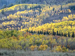 Images Dated 5th August 2020: USA, Utah, Logan Pass. Autumn colors in Logan Pass Utah