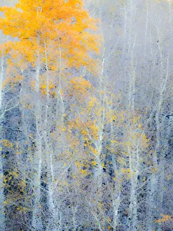 Images Dated 5th August 2020: USA, Utah, Logan Pass. Autumn colors in Logan Pass Utah